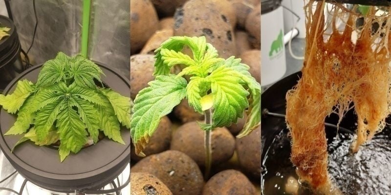 Vroege signalen Vroege signalen