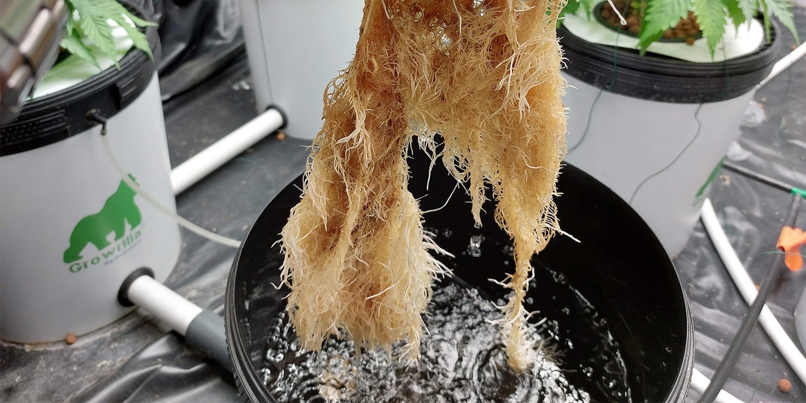 Hoe herken je wortelrot bij wietplanten? Hoe herken je wortelrot bij wietplanten?