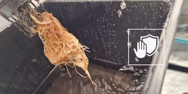 Hoe voorkom je wortelrot in je wietplant? Hoe voorkom je wortelrot in je wietplant?