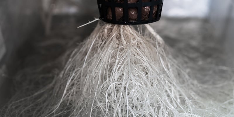 Een succesvolle oogst zonder wortelrot Een succesvolle oogst zonder wortelrot