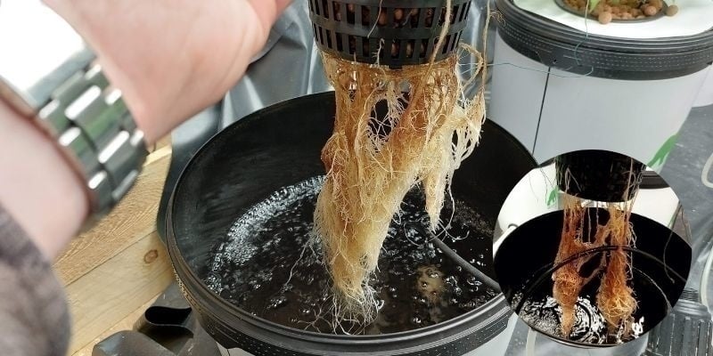 Wortelrot in hydroponische systemen Wortelrot in hydroponische systemen