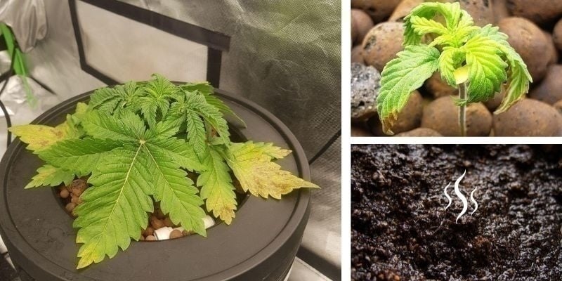 Wortelrot in aarde Wortelrot in aarde