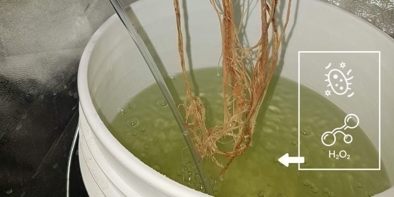 Behandel met H₂O₂ of nuttige bacteriën Behandel met H₂O₂ of nuttige bacteriën