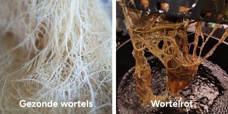 Wat is wortelrot in cannabis? Wat is wortelrot in cannabis?