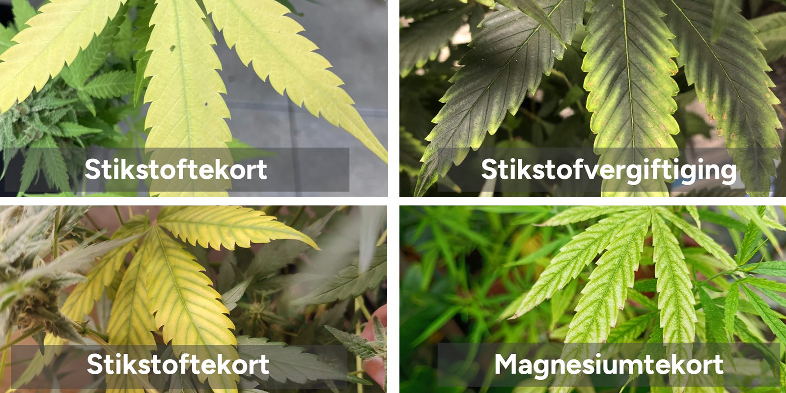 Hoe bevestig je dat het echt stikstoftekort is?