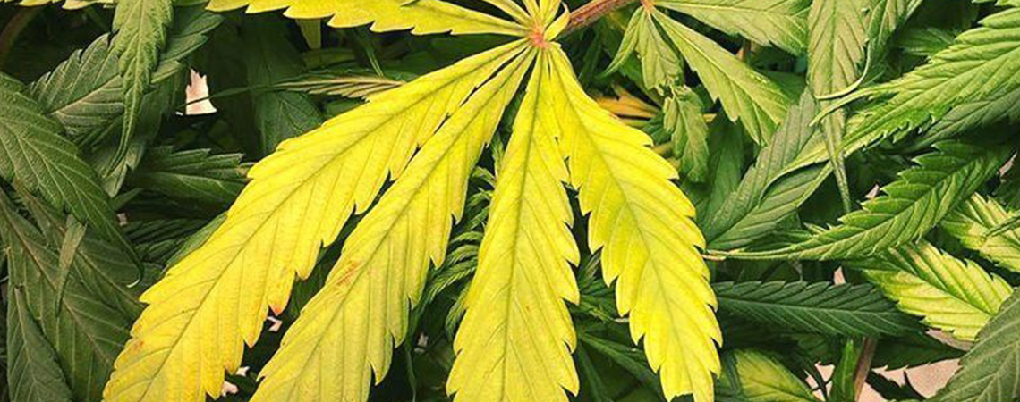 Stikstoftekort bij cannabisplanten