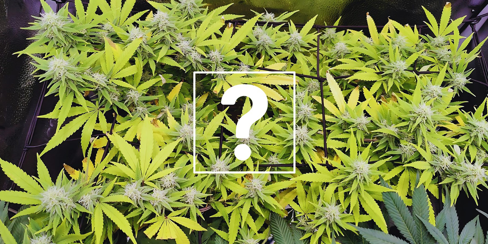 Kan ik planten of toppen met stikstoftekort nog gebruiken?