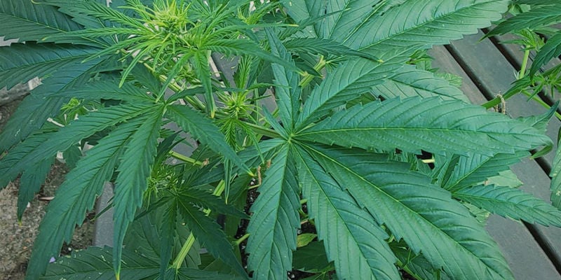 Hoe stikstof overschot eruitziet bij cannabisplanten