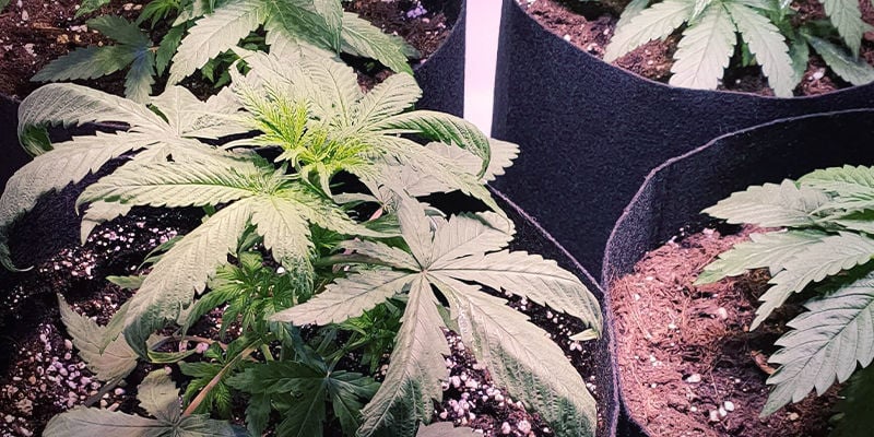 Hoe stikstofoverschot eruitziet bij cannabisplanten