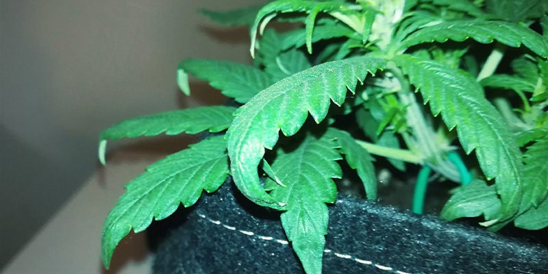 Hoe stikstofoverschot eruitziet bij cannabisplanten