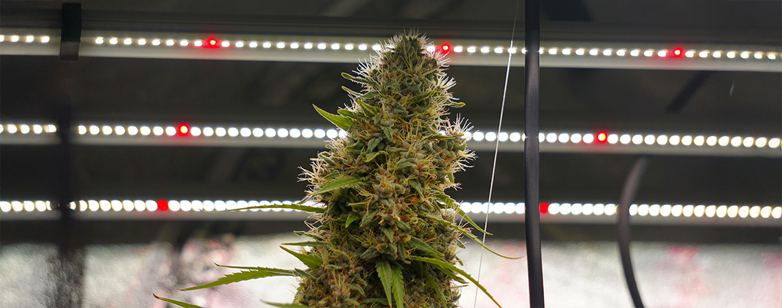 Autoflower lichtschema&rsquo;s uitgelegd: van 18/6 tot 24/0