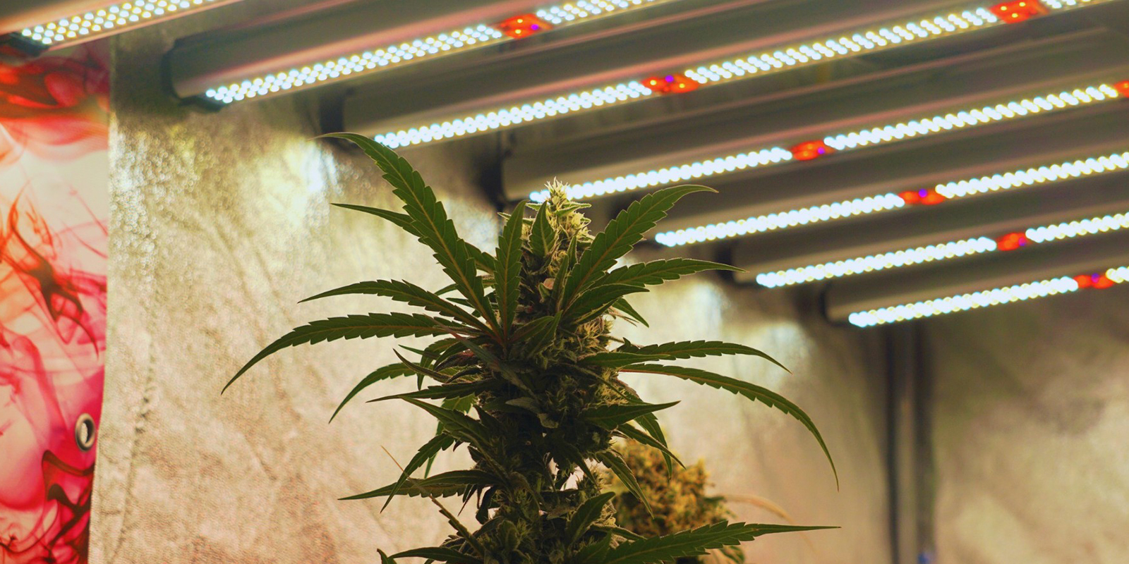 Stel je licht goed af en pluk de vruchten