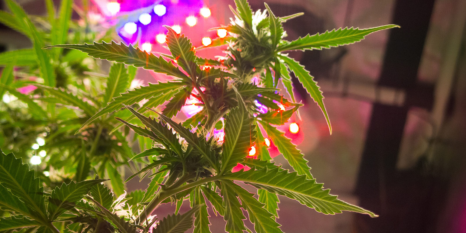 Lichtintensiteit per schema