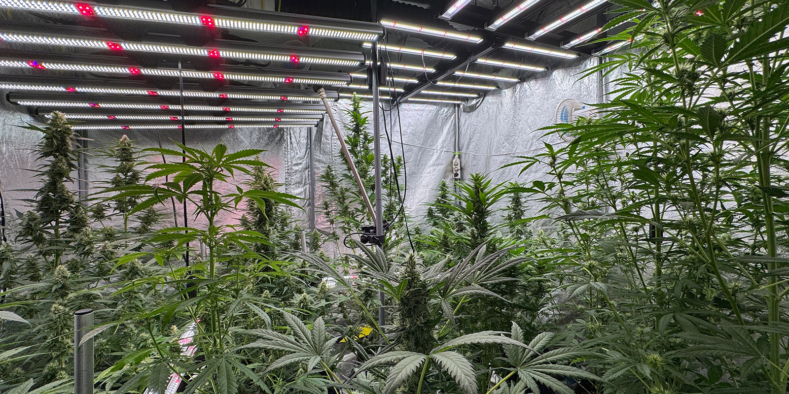 Ongebruikelijke cycli: 6/6, 6/2, 36 uur licht