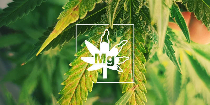 Magnesium Tekort Bij Cannabisplanten
