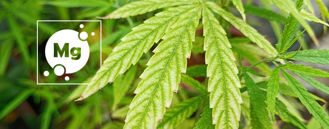 Een tekort aan magnesium in wietplanten