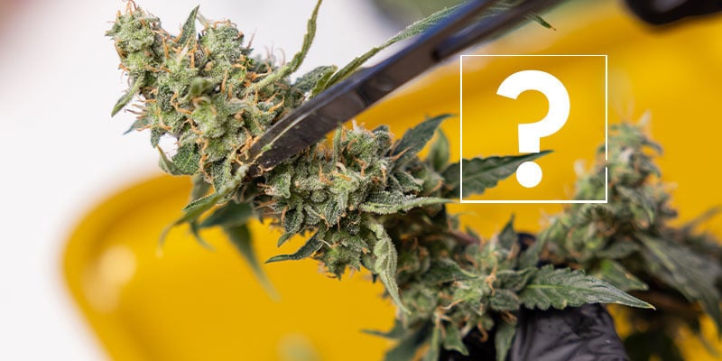 Moet ik aangetaste planten of toppen weggooien?