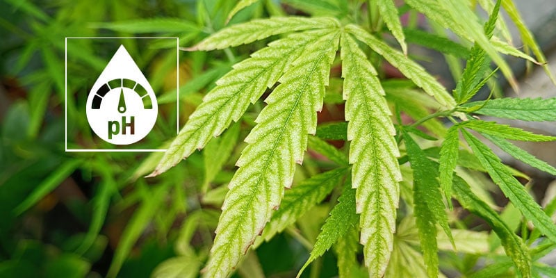 Hoe weet je zeker dat je wietplanten met een magnesiumtekort kampen?