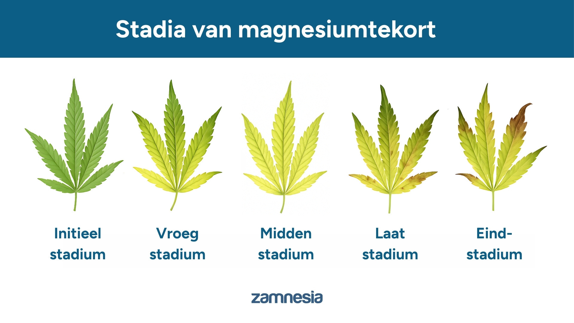 Voortgang van een magnesiumtekort