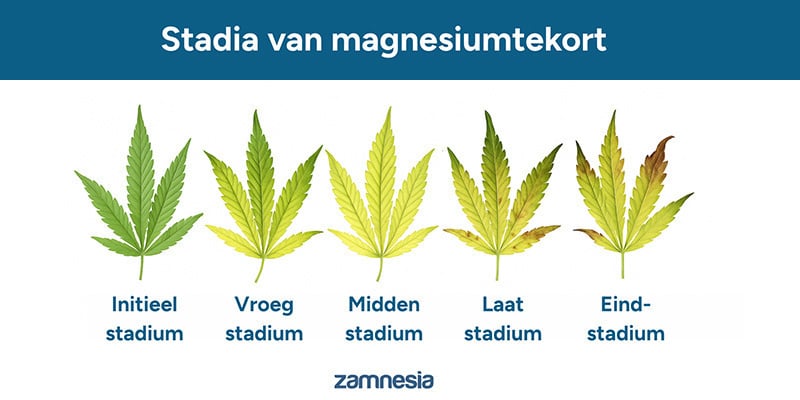 Voortgang van een magnesiumtekort