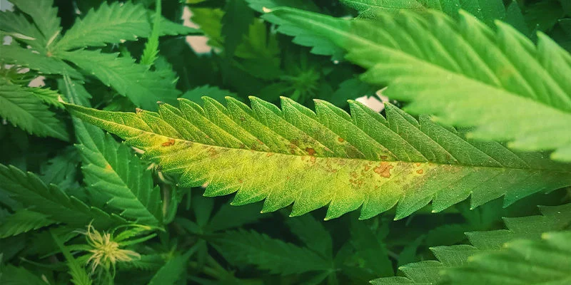 Hoe een magnesiumtekort eruitziet bij een cannabisplant