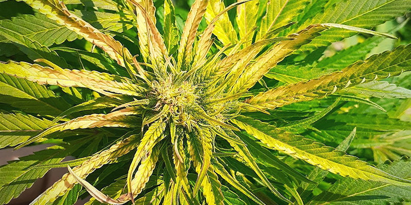 Hoe een zwaveltekort eruitziet bij een cannabisplant
