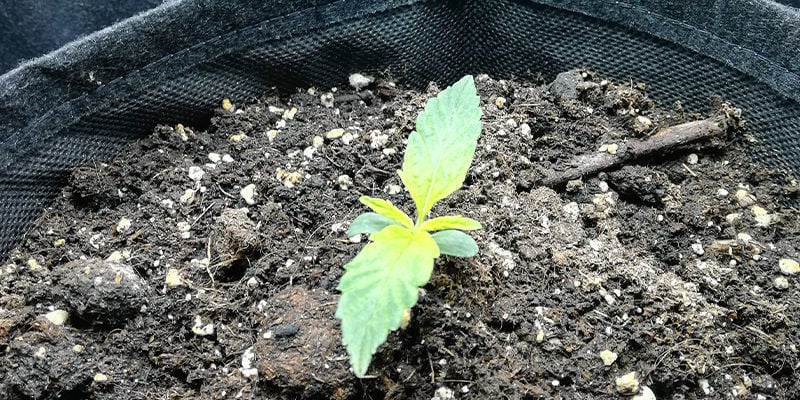 Hoe een zwaveltekort eruitziet bij een cannabisplant