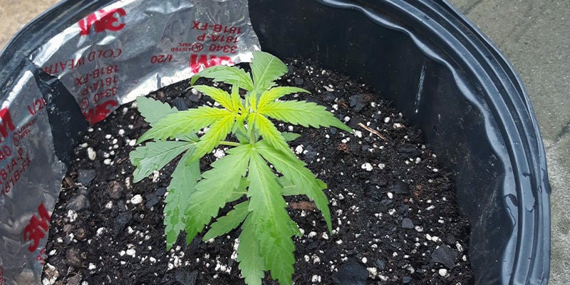 Hoe een zwavel tekort eruitziet bij een cannabisplant