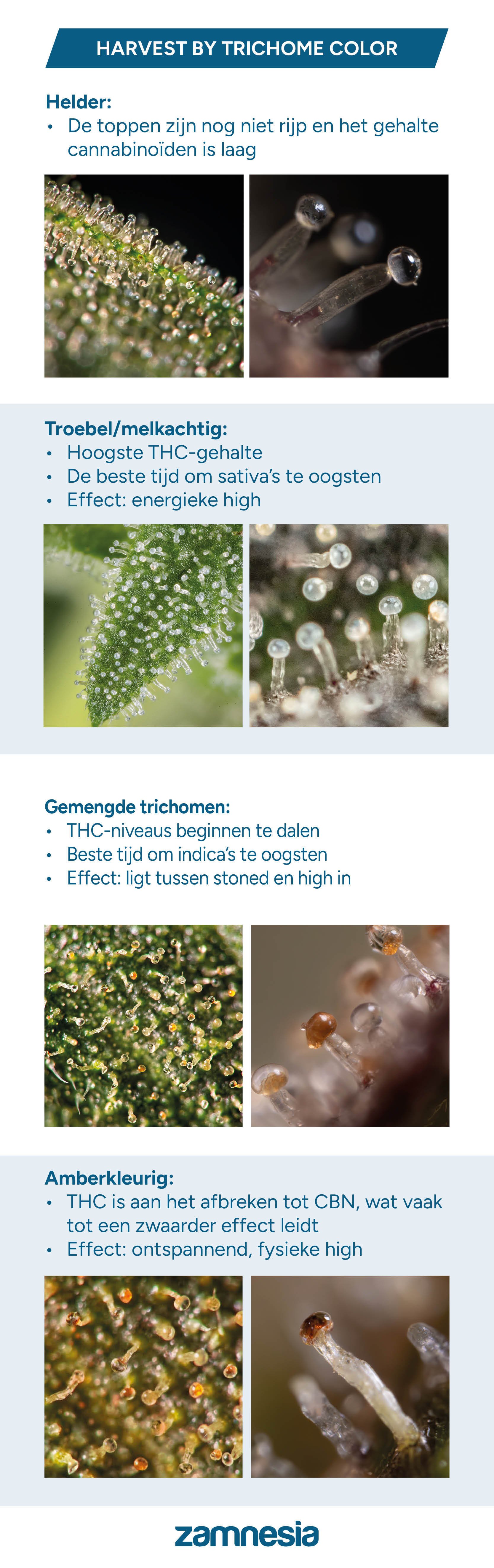Trichomen oogsttabel