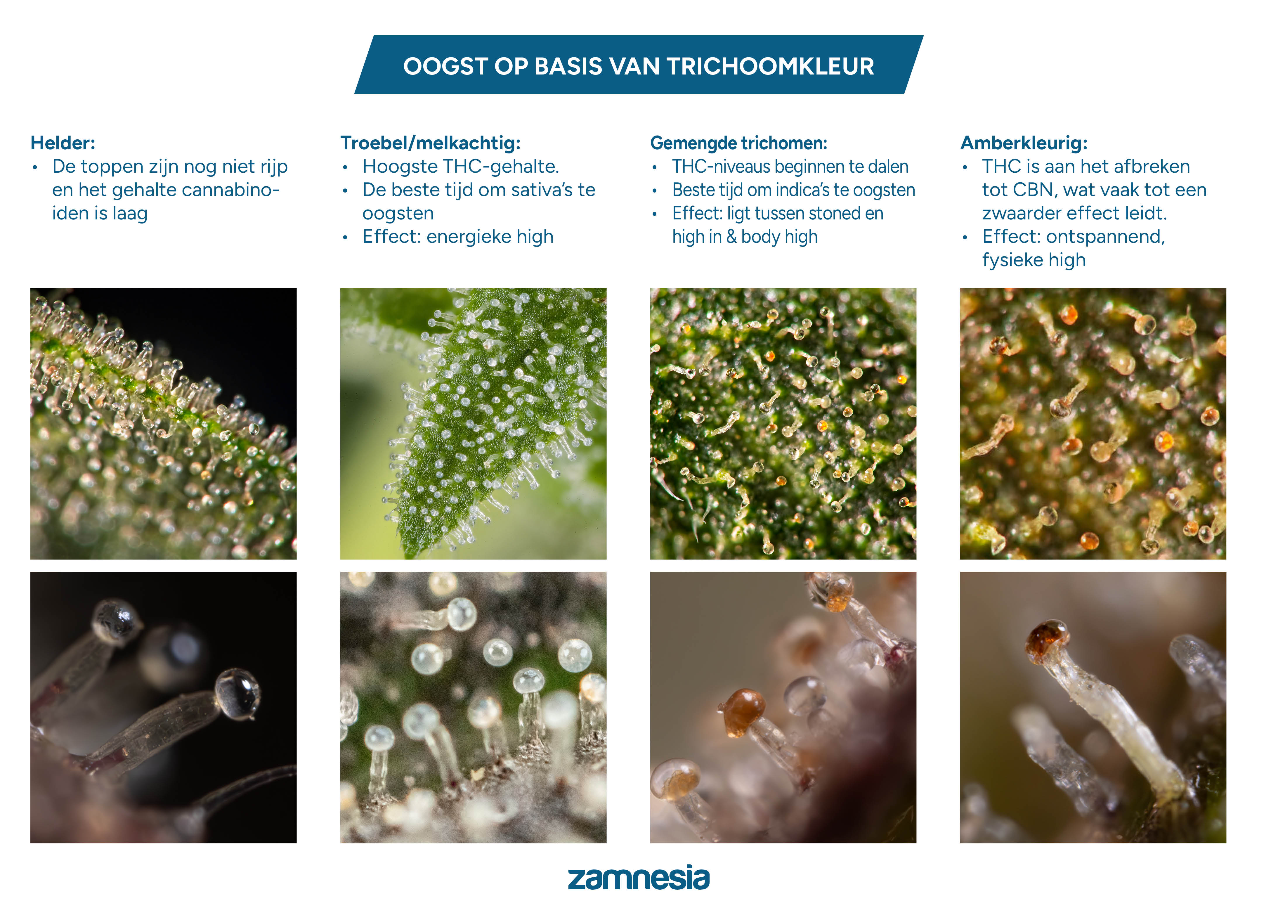 Trichomen oogsttabel