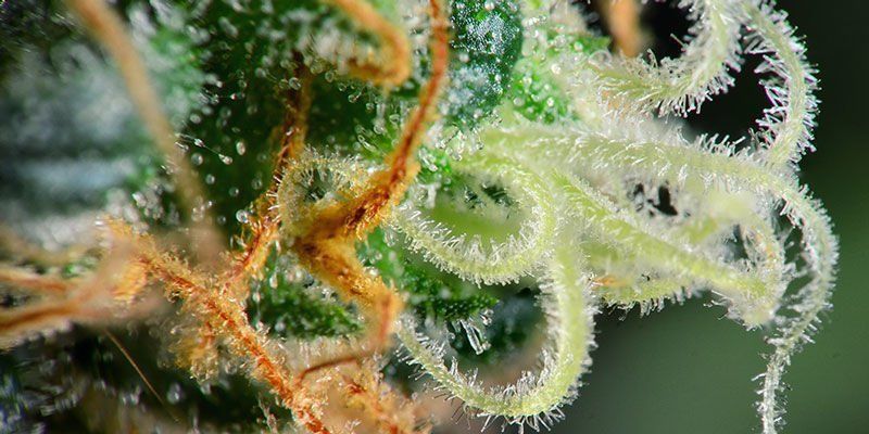 Stampers (pistils) checken om te beoordelen wanneer je cannabis moet oogsten