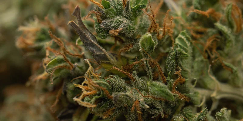Stampers (pistils) checken om te beoordelen wanneer je cannabis moet oogsten
