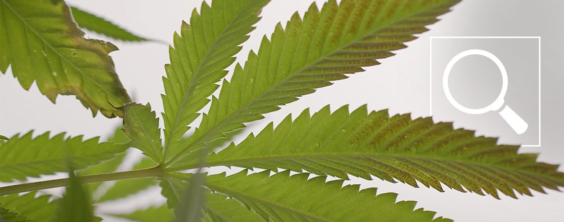 Fosfortekort bij wietplanten: symptomen en oplossingen