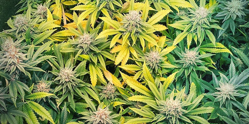 Hoe een zinktekort eruitziet bij cannabisplanten