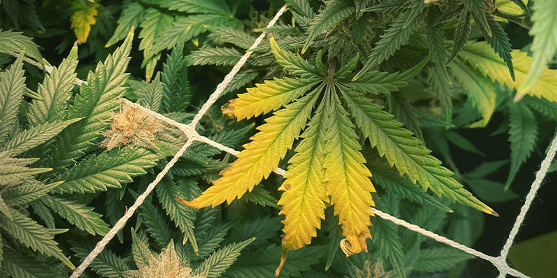Hoe een zinktekort eruitziet bij cannabisplanten