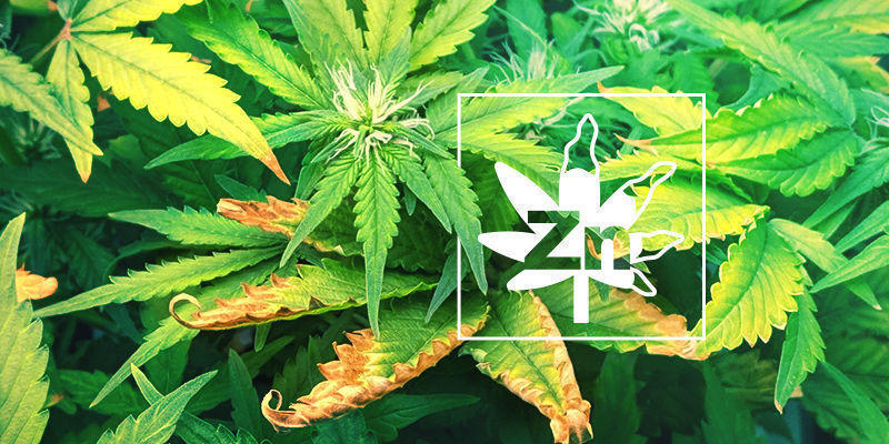 Zinktekort Bij Cannabisplanten