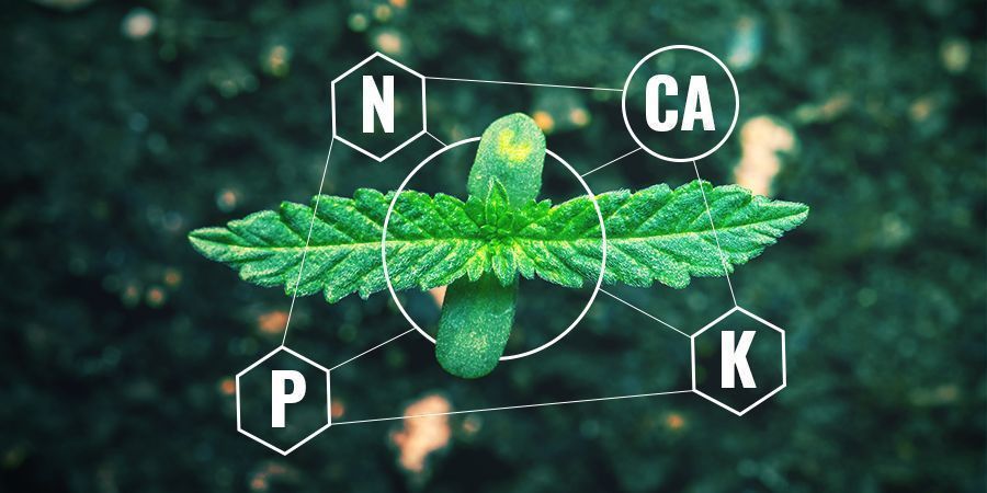 Calcium in chemische versus biologische meststof