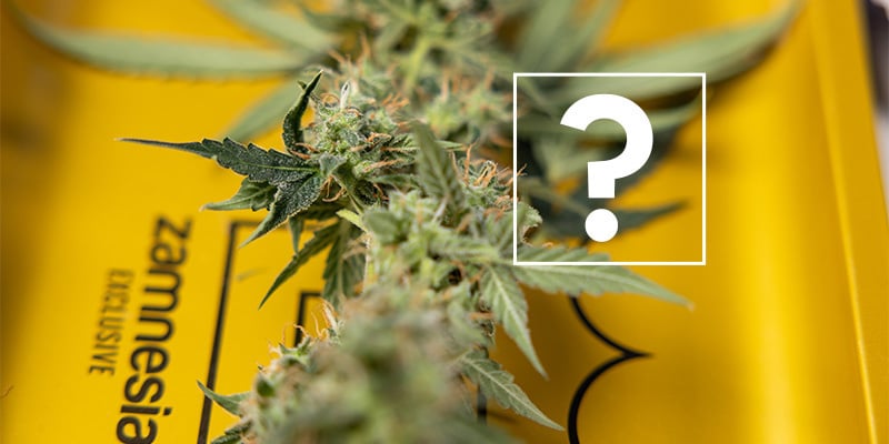 Kan ik aangetaste planten of toppen nog wel gebruiken?