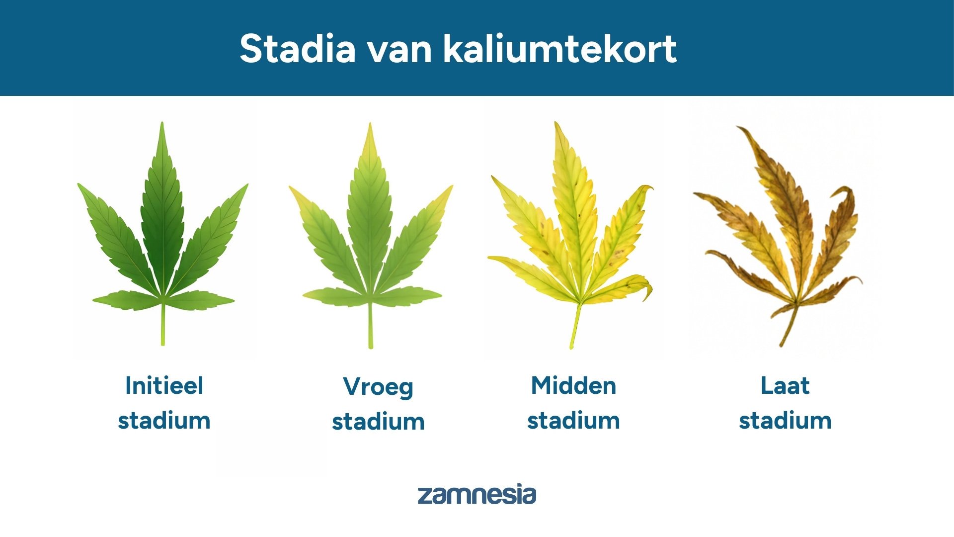 Stadia van kaliumtekort