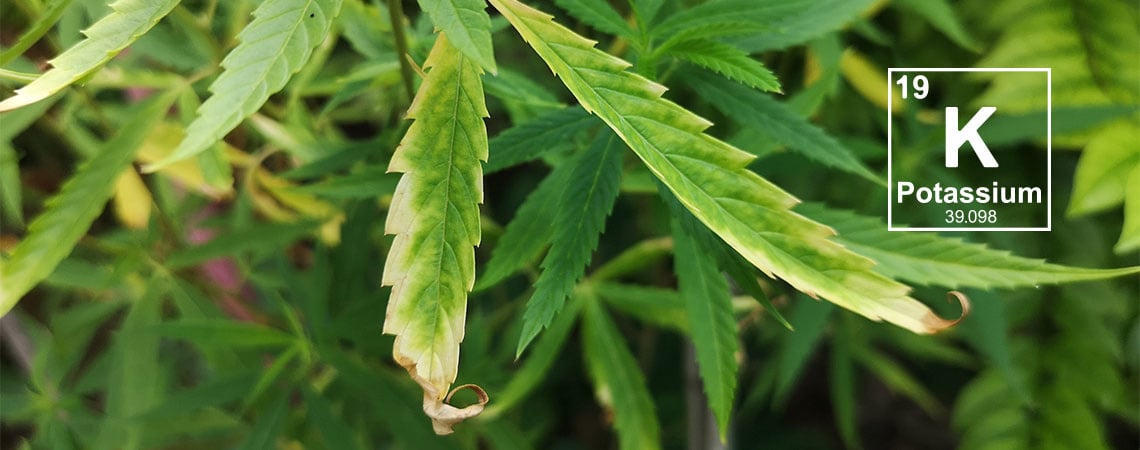 Kaliumtekort in wietplanten