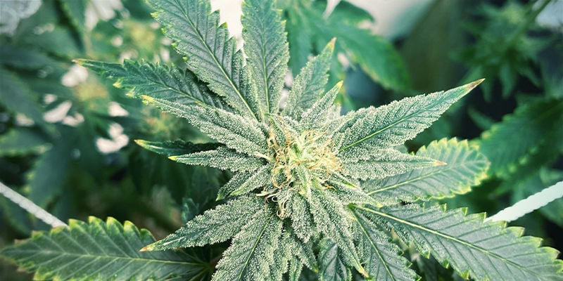 Hoe een kaliumtekort eruitziet bij cannabisplanten