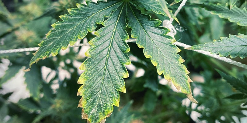 Hoe een kaliumtekort eruitziet bij cannabisplanten