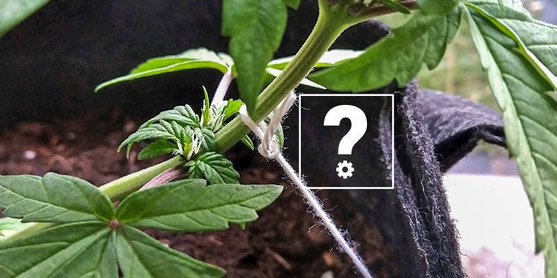 Kun je training op autoflowers toepassen?
