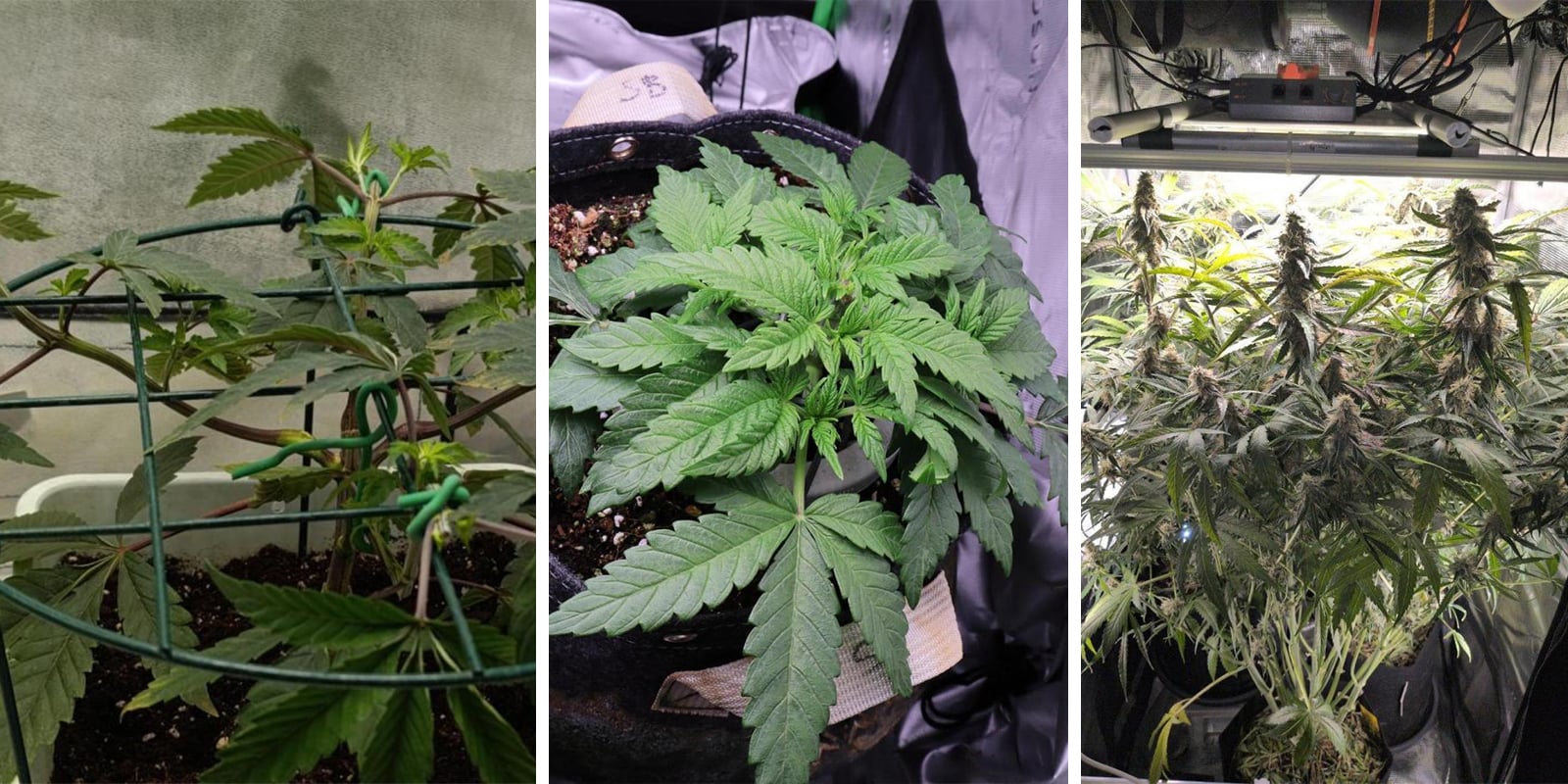 High stress training (HST) en autoflowers