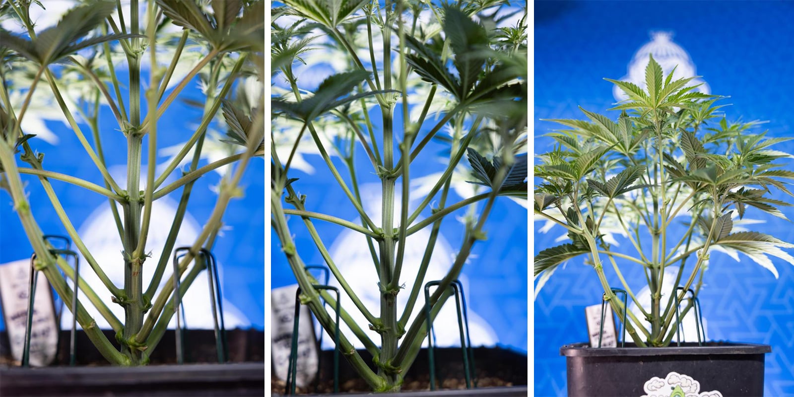 Low stress training (LST) voor autoflowers