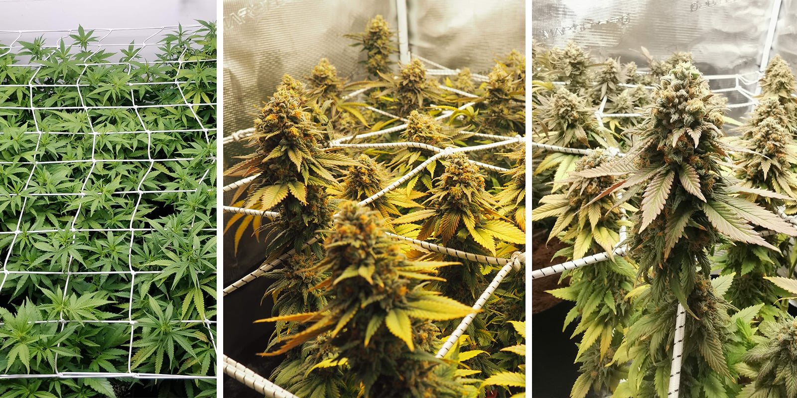 ScrOG met autoflowers: waarom het lastig is (maar wel kan)
