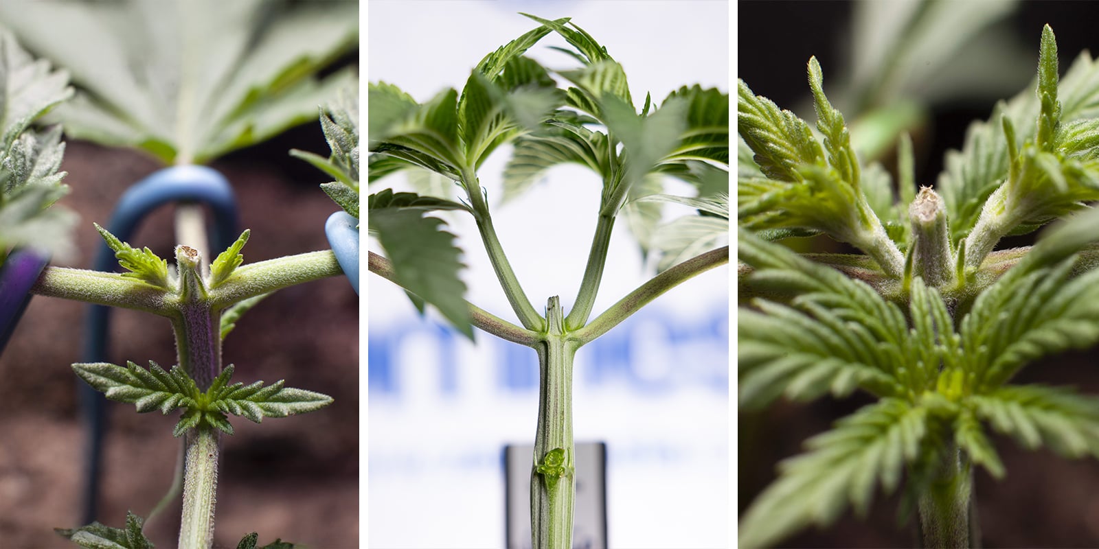 Autoflowers toppen: een speciaal geval van high stress training