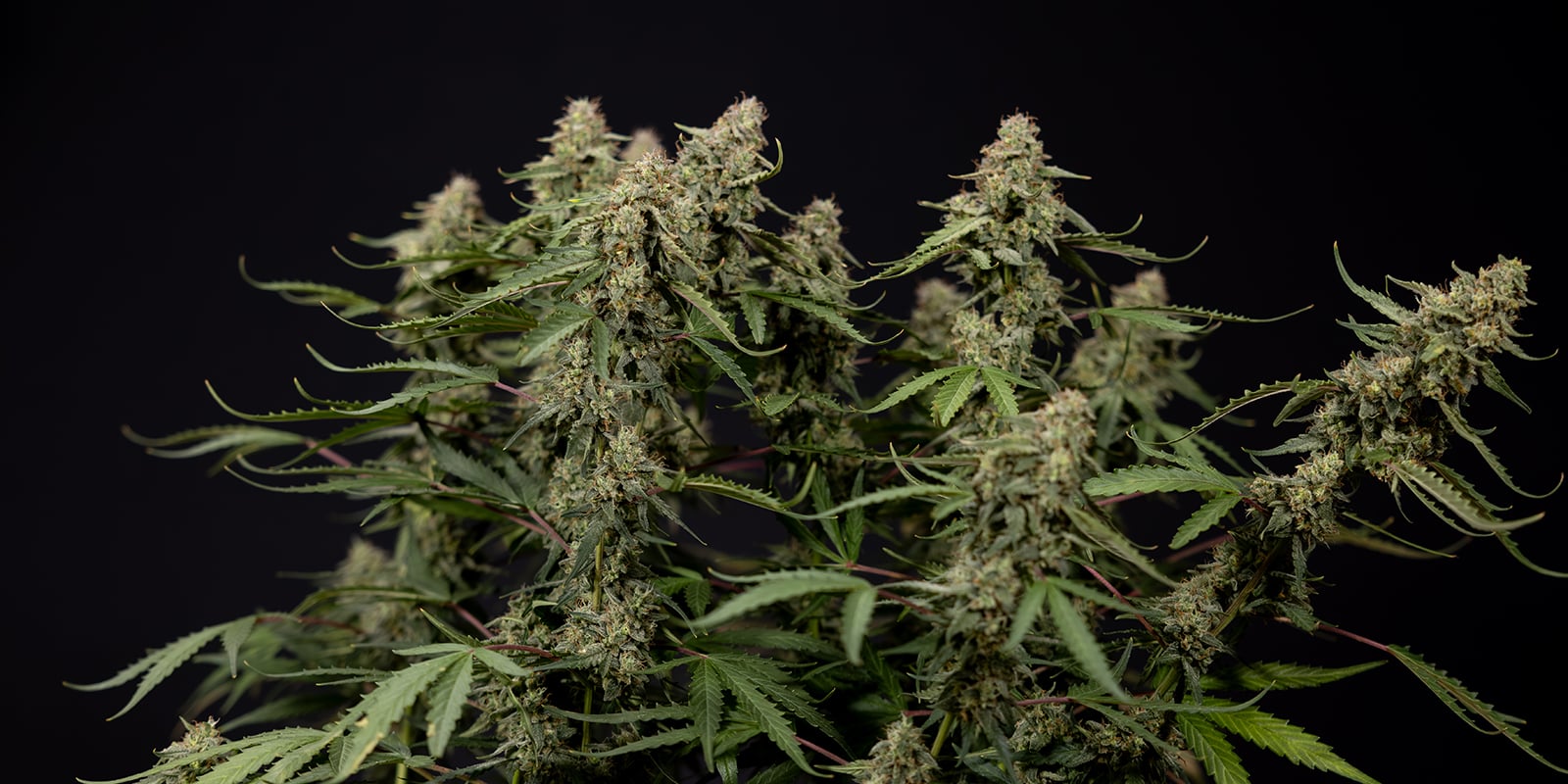 Kun je autoflowering cannabisplanten trainen?