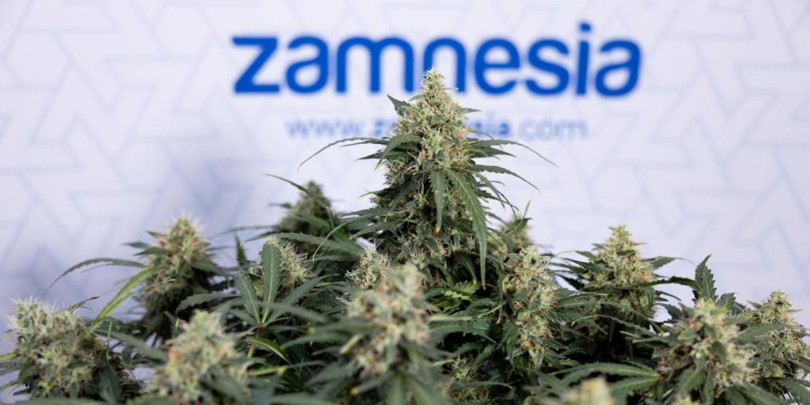 Belangrijke punten om te overwegen voordat je autoflowers gaat trainen