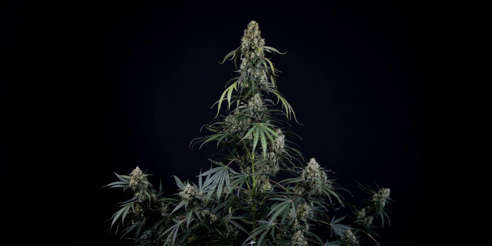 Geen training: autoflowers natuurlijk laten groeien